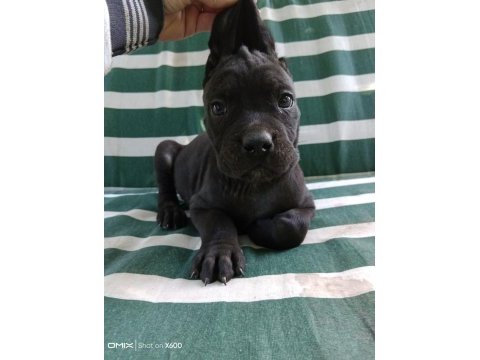 %100 ırk garantili cane corso yavrularımız