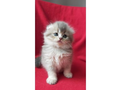 British longhair