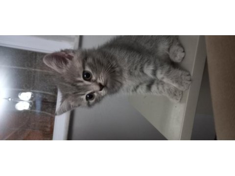 Scottish silver tabby dişi