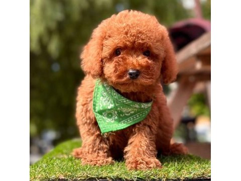 Sevimli toy poodle yavrularımız