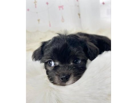 Black toy poodle çok uyguna