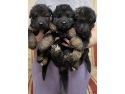 Uzun tüylü düşük bel alman kurdu ırk ve sağlık garantili