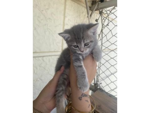 Scottish fold bebekler bebeği