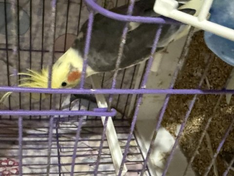 Yavru erkek sultan papağanı üst kalite 3000