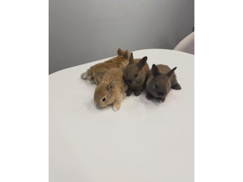 Orjinal cüce tavşan yavruları