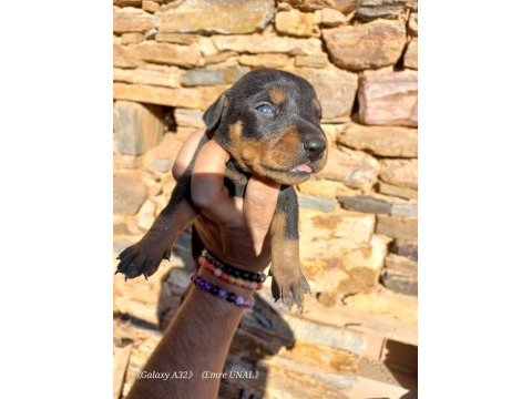 Orjinal king doberman yavrular
