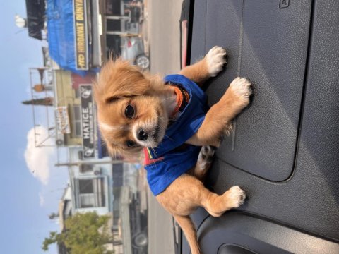 4 aylık minik köpeğimizi sahiplendiriyoruz