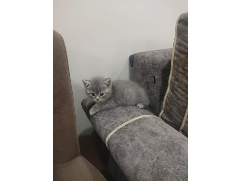 British shorthair yavrular