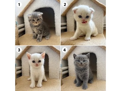 Safkan scottish fold yavrular