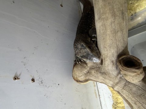 Savannah monitor 2 yaşına yakın erkek