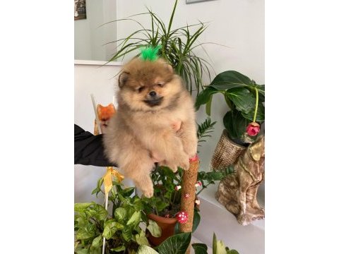 4 aylık yavru pomeranian boo