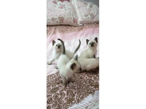 2 dişi ve 2 erkek sağlıklı eğitimli siyam kedisi yavrular