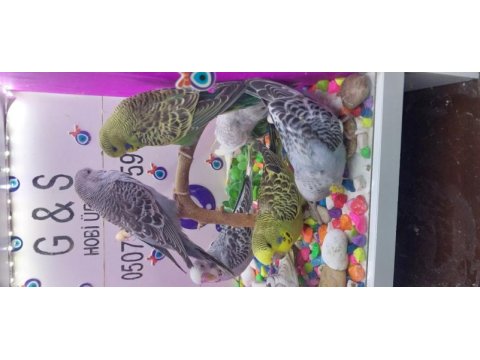 30 40 gün arası bebek muhabbet kuşları