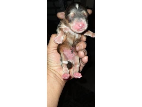 Nadir bulunan 4 renk merle poodle