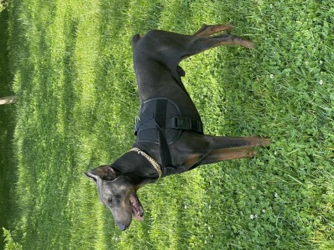 Paskal34 istanbul doberman