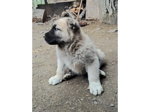 Safkan yavru kangal köpekler