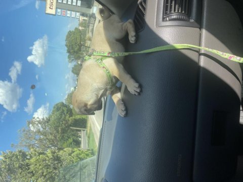 Yavru 3 aylık pug