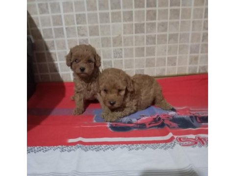 Poodle yavrularımız mini ve toy boy renk renk