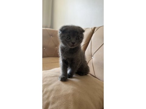 2 mart doğumlu scottish fold yavru