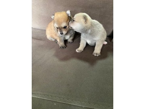 Pomeranian boo bir dişi bir erkek
