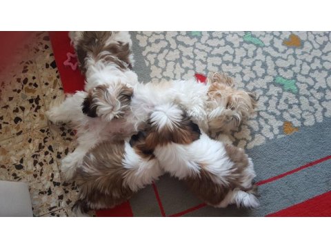 Orjinal saf kan shih tzu şitsu
