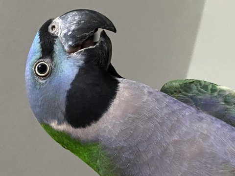 Lord derbian papağanı