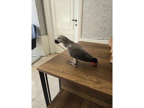Full evcil jako papağanı elde konuşur