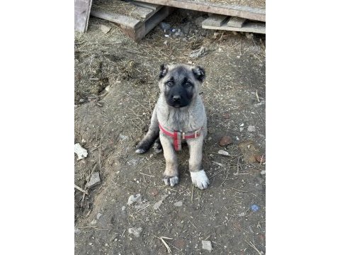 Saf kangal