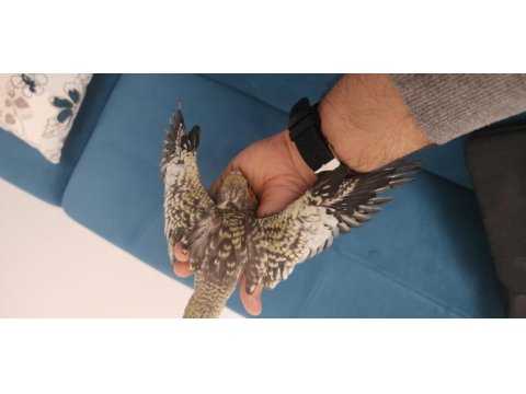 Uysal 1 aylık sultan yavrularım sizi bekliyor