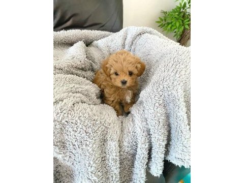 Evraklı ırk ve sağlık garantili mini maltipoo bebekler