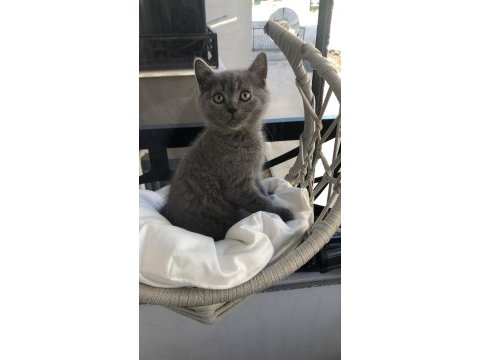 British shorthair yavruları