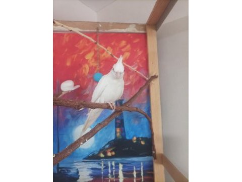 Albino sultan papağanı yavru 3 aylık