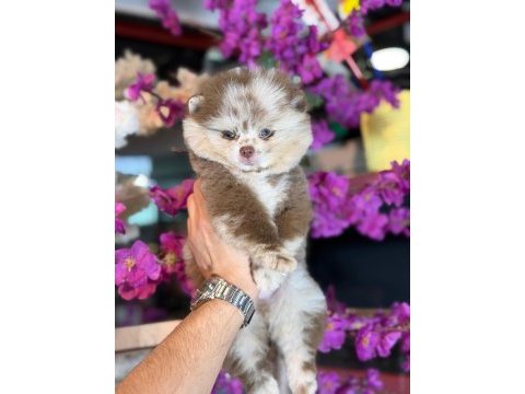 Ayı surat pomeranian bebekler