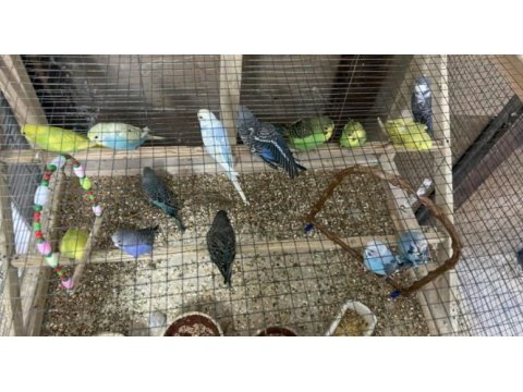 Yeni yeme düşmüş muhabbet kuşu bebeler ele alıştırmalık