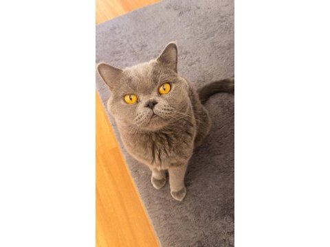 British shorthair kedisi