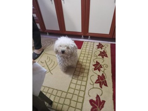 Güzel maltipoo bebeklerim
