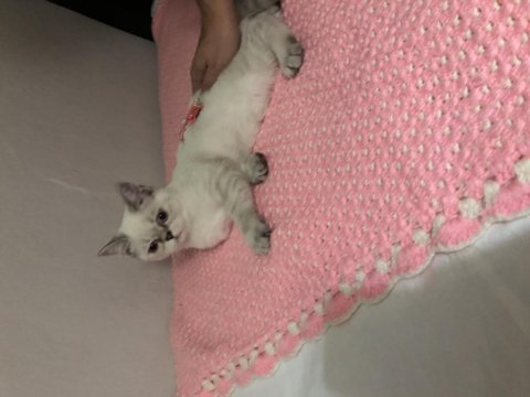 Yuva arıyoruz exotic shorthair