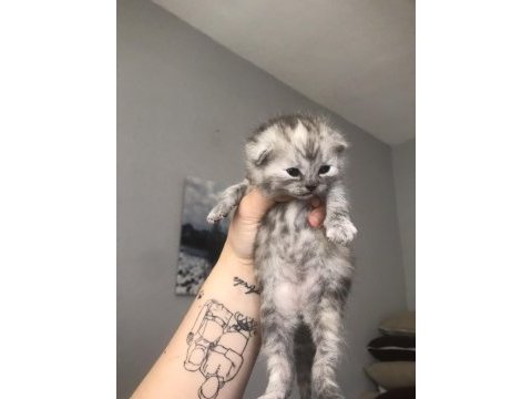 Scottish fold kediler