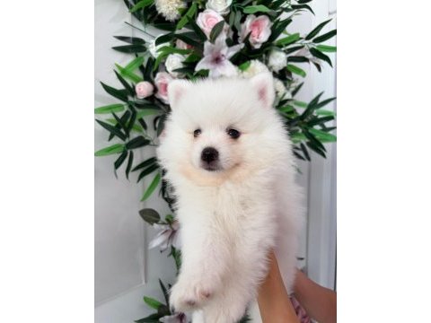 Babby pomeranians