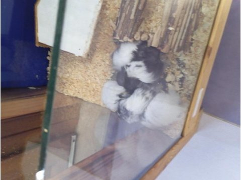Yavru hamsterlar