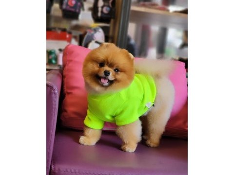 A kalite yetişkin pomeranian boo ayı suratlar