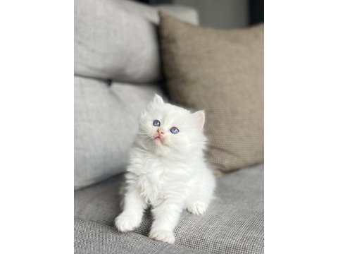 Brıtısh longhaır mavi gözlü yavrularım 