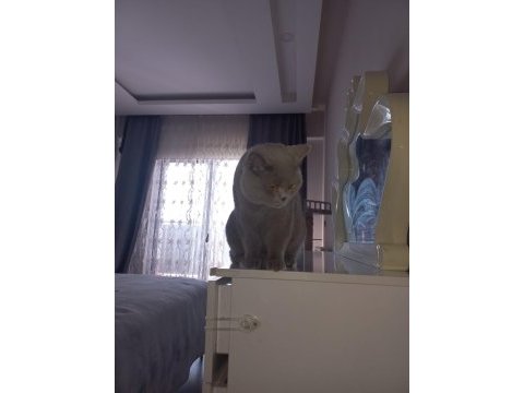 Aslan parçası british shorthair