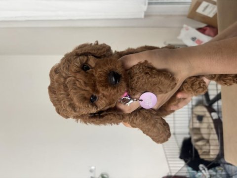 Acil sahiplendirme poodle köpeğimiz