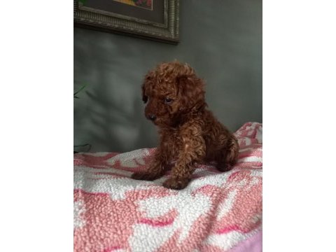 Toy poodle yavrularımız