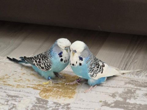 Show jumbo muhabbet kuşu çift