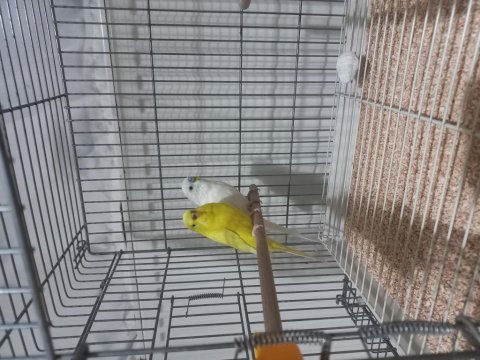 Albino df erkek lutino dişi çift muhabbet kuşu