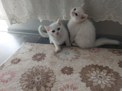 2.5 aylıklar ikisi de erkek british shorthair