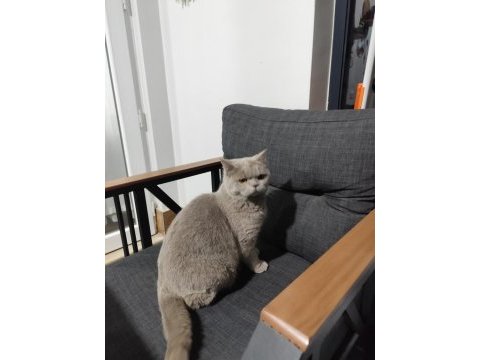 British shorthair ev kedisi