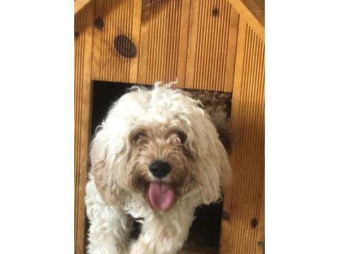 Cavappo köpeği ücretsiz